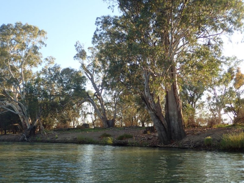 Canoe Tree